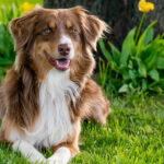 Australian shepherd dog sitting calmly in a beautiful, vibrant green grass field, looking alert and attentive.