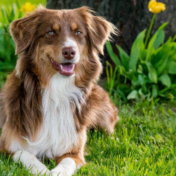 Australian shepherd dog sitting calmly in a beautiful, vibrant green grass field, looking alert and attentive.