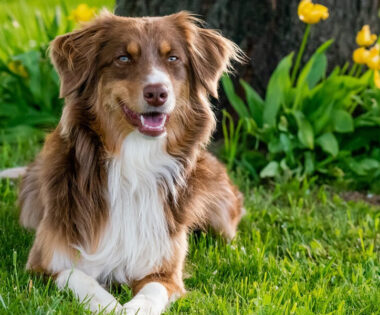 Australian shepherd dog sitting calmly in a beautiful, vibrant green grass field, looking alert and attentive.