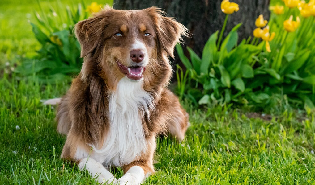 Australian shepherd dog sitting calmly in a beautiful, vibrant green grass field, looking alert and attentive.