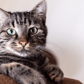 A beautiful grey and white cat with green eyes is sitting on a couch, appearing curious and engaged in its surroundings.