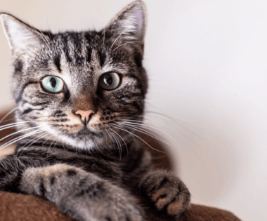 A beautiful grey and white cat with green eyes is sitting on a couch, appearing curious and engaged in its surroundings.