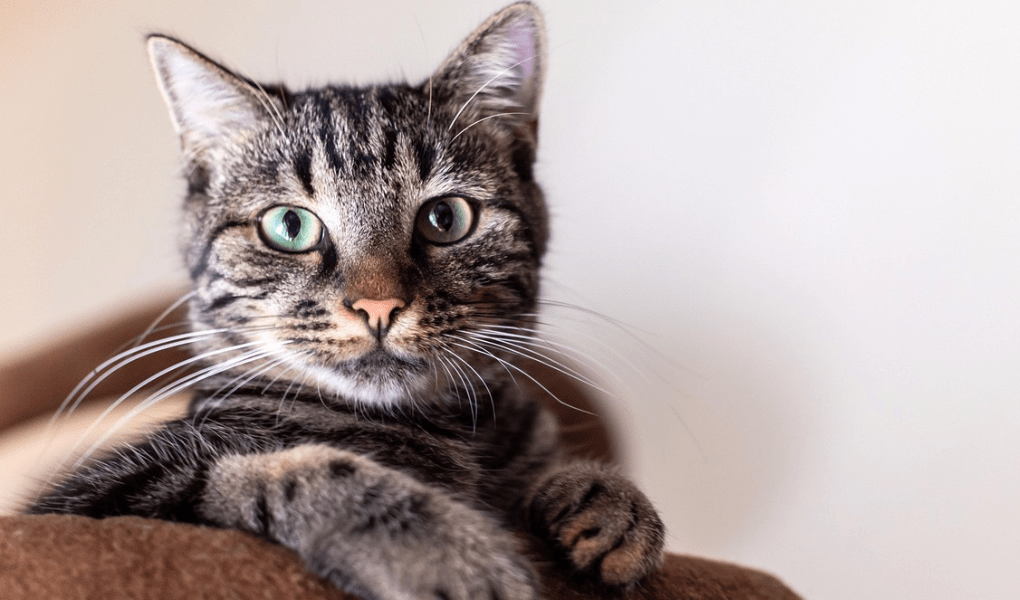 A beautiful grey and white cat with green eyes is sitting on a couch, appearing curious and engaged in its surroundings.