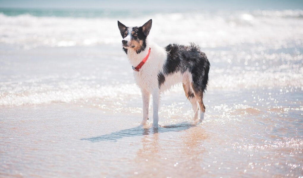A black and white dog with a red collar stands in shallow ocean water at a sunny beach. Waves gently roll in, creating a serene and beautiful scene.