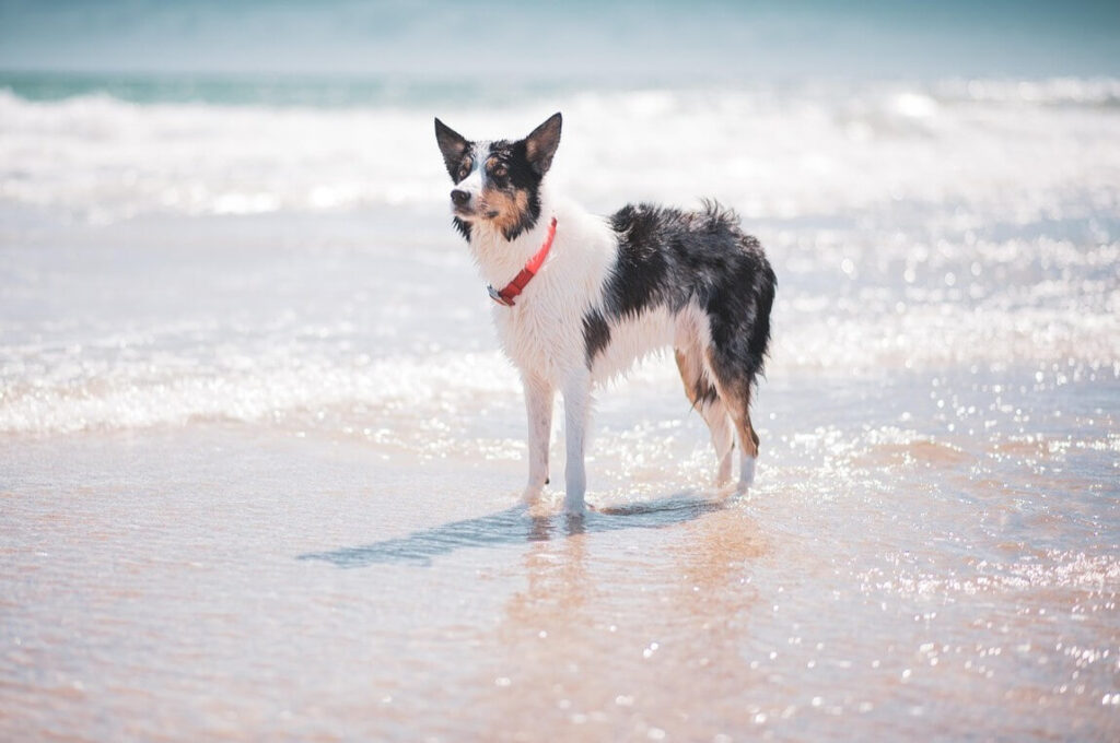 A black and white dog with a red collar stands in shallow ocean water at a sunny beach. Waves gently roll in, creating a serene and beautiful scene.